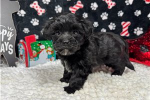 Ivan - Morkie / Yorktese for sale