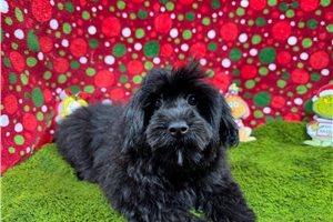 Harrison - Morkie / Yorktese for sale