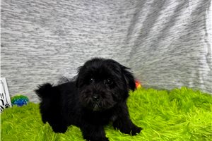 Cadet - Morkie / Yorktese for sale