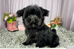 Cadet - Morkie / Yorktese for sale