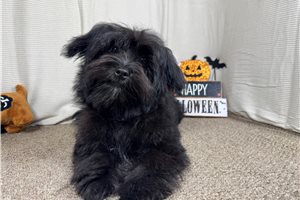 Cadet - Morkie / Yorktese for sale