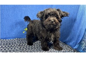 Cadet - Morkie / Yorktese for sale