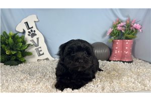 Cadet - Morkie / Yorktese for sale