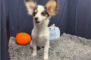 Leander - Papillon for sale