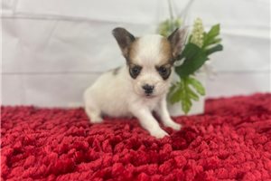 Remi - puppy for sale