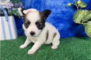 Caris - Papillon for sale