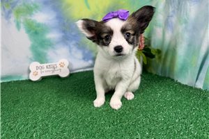 Caris - Papillon for sale
