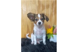 McGee - Papillon for sale