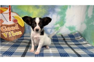 George - Papillon for sale