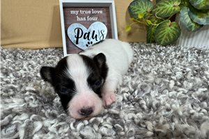 George - Papillon for sale