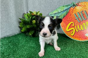 George - Papillon for sale