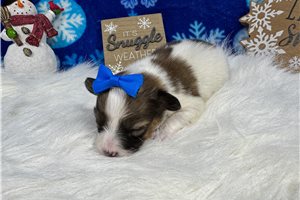 Papillon for Sale | Puppies | Pawrade.com