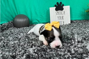Dottie - Papillon for sale