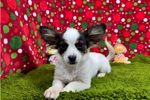 Lucian - Papillon for sale