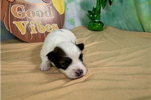 Caris - Papillon for sale