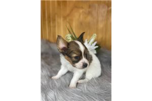 Bolt - Papillon for sale