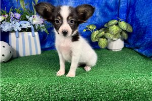 George - Papillon for sale
