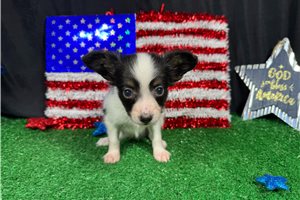 George - Papillon for sale