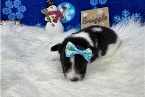 Luella - Papillon for sale