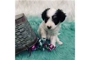 Papoo for Sale | Puppies | Pawrade.com