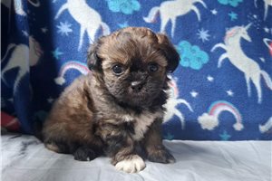 Violet - Peekapoo for sale