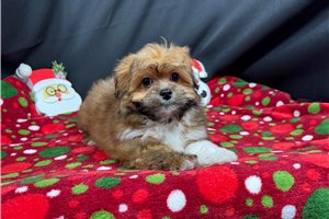 Strawberry - Peekapoo for sale