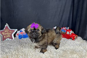 Violet - Peekapoo for sale