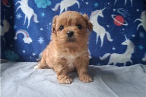 Vanna - Peekapoo for sale