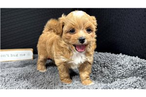 Easton - Peekapoo for sale