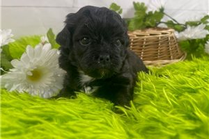 Jules - puppy for sale