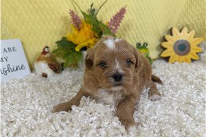 Easton - Peekapoo for sale
