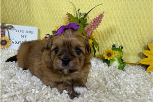 Ellie - Peekapoo for sale