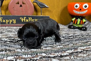 Scout - puppy for sale