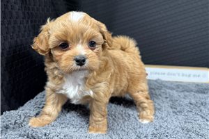 Easton - Peekapoo for sale