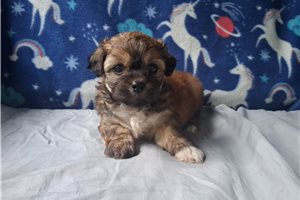 Valerie - Peekapoo for sale