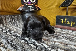 Seamus - puppy for sale