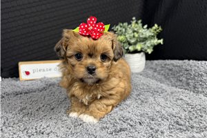 Ellie - Peekapoo for sale