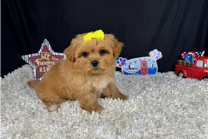 Vanna - Peekapoo for sale