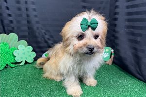 Basil - Peekapoo for sale