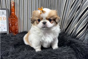 Quinn - Pekingese for sale