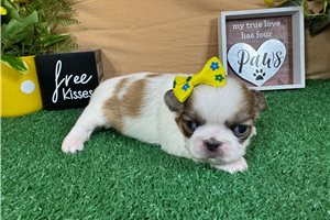 Quinn - Pekingese for sale