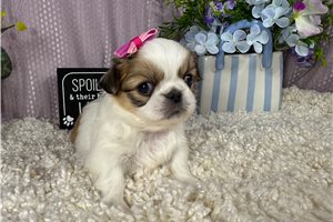 Quinn - Pekingese for sale