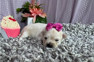 Bunny - puppy for sale
