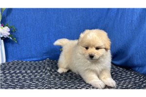 Boots - Poma-Poo - Pomapoo, placed in Springfield