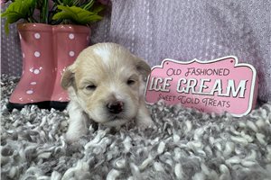 Boots - Poma-Poo - Pomapoo for sale