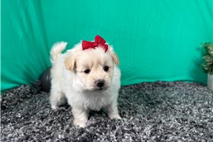 Buffy - Poma-Poo - Pomapoo for sale