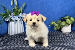 Bunny - Poma-Poo - Pomapoo for sale