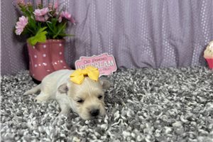 Buffy - puppy for sale