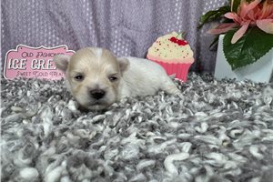Biscuit - puppy for sale
