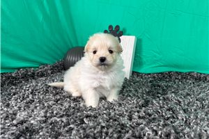 Biscuit - Poma-Poo - Pomapoo for sale
